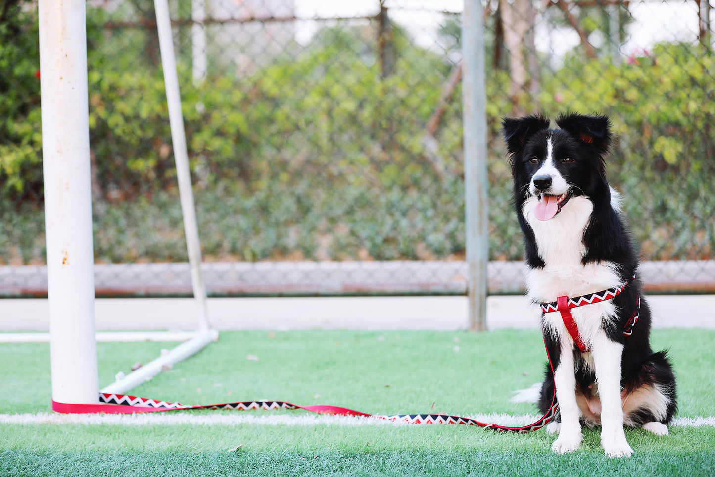 Rainbow Multi Functional Leash