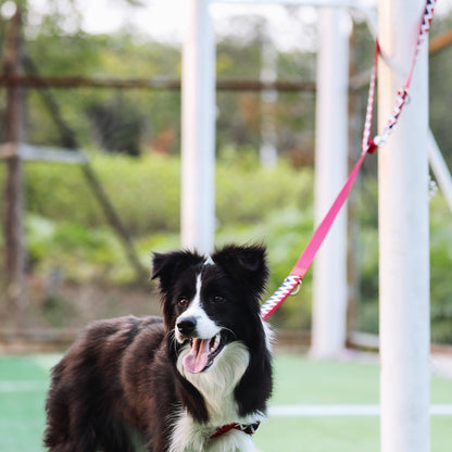 Rainbow Multi Functional Leash